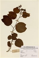 藏品(羊蹄甲屬)的圖片